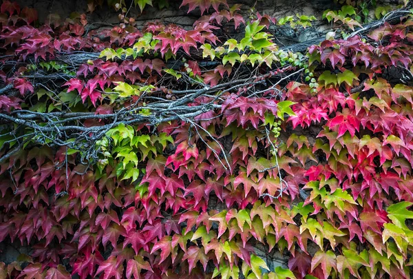 Wall Covered Mix Red Green Boston Ivy Leaves Parthenocissus Tricuspidata — Stock Photo, Image