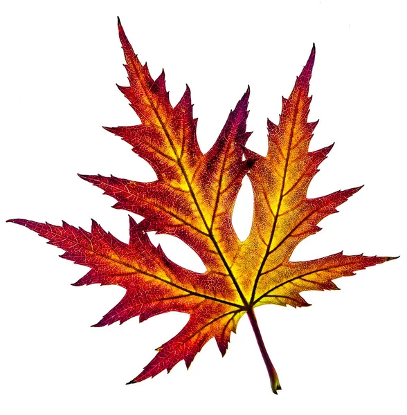 Piękny Kolorowy Żółty Czerwony Jesienny Liść Acer Saccharinum Powszechnie Znany — Zdjęcie stockowe