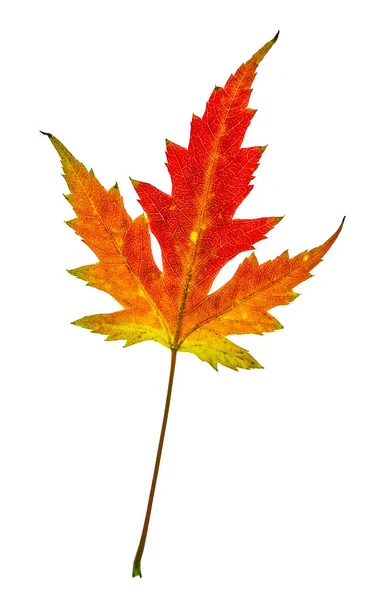 Beautiful Colorful Yellow Red Autumn Leaf Acer Saccharinum Commonly Known — Stock Photo, Image