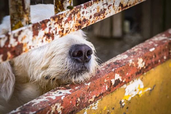Cão Desgrenhado Triste Sem Teto Atrás Cerca Abrigo Animais Esperando — Fotografia de Stock