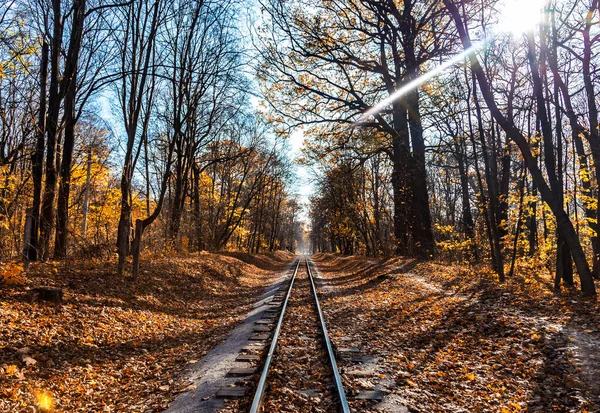 Kolejowy Pojedynczy Tor Przez Las Jesienią Jesienny Krajobraz — Zdjęcie stockowe