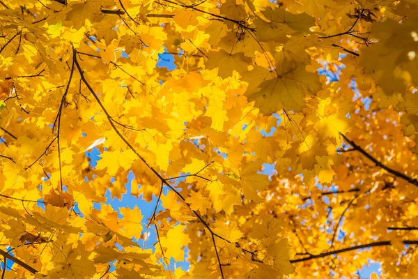 秋天阳光明媚的背景 秋天的枫叶在阳光和蓝天的映衬下闪闪发亮 — 图库照片