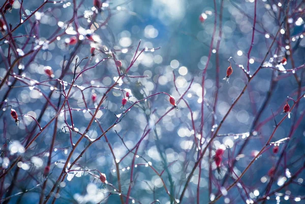 美しいカラフルな芸術的背景 晴れた冬の日に氷で覆われた葉のない赤い果実を持つ低木の枝の写真 バックアップ — ストック写真