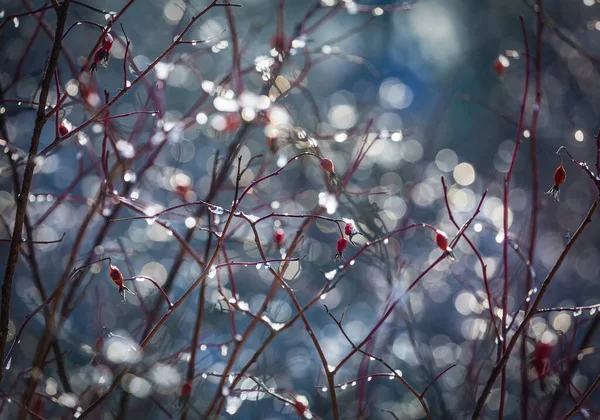 Defocused Bokeh Gyönyörű Színes Művészeti Háttér Fotó Bokor Piros Bogyók — Stock Fotó