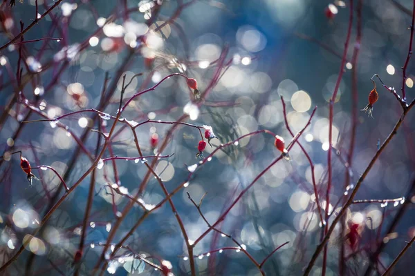 Defocused Bokeh Gyönyörű Színes Művészeti Háttér Fotó Bokor Piros Bogyók — Stock Fotó