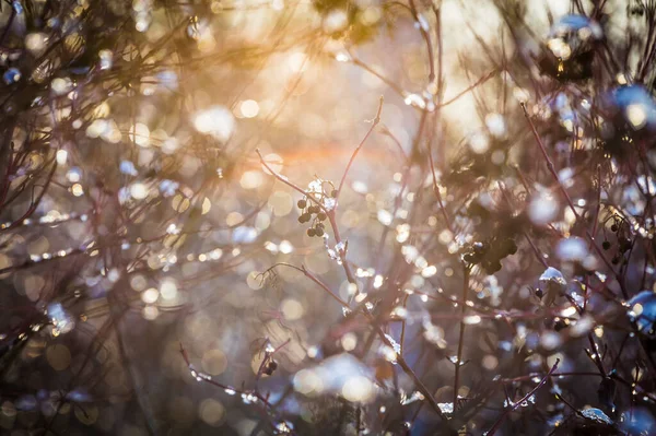 Defocused Bokeh Gyönyörű Színes Művészeti Háttér Fotó Bokor Fekete Bogyók — Stock Fotó