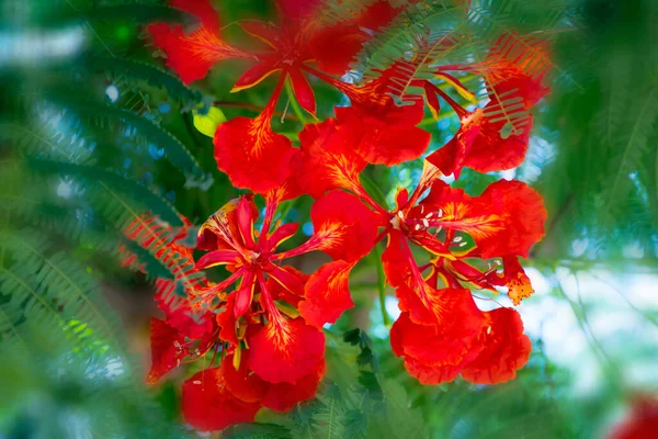 Flamboyant Nebo Delonix Regia Červené Květy Detailní Krásné Tropické Plameny — Stock fotografie