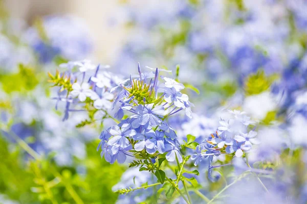 Plumbago Planta Con Flores Conocida Como Plumbago Capensis Plumbago Azul — Foto de Stock