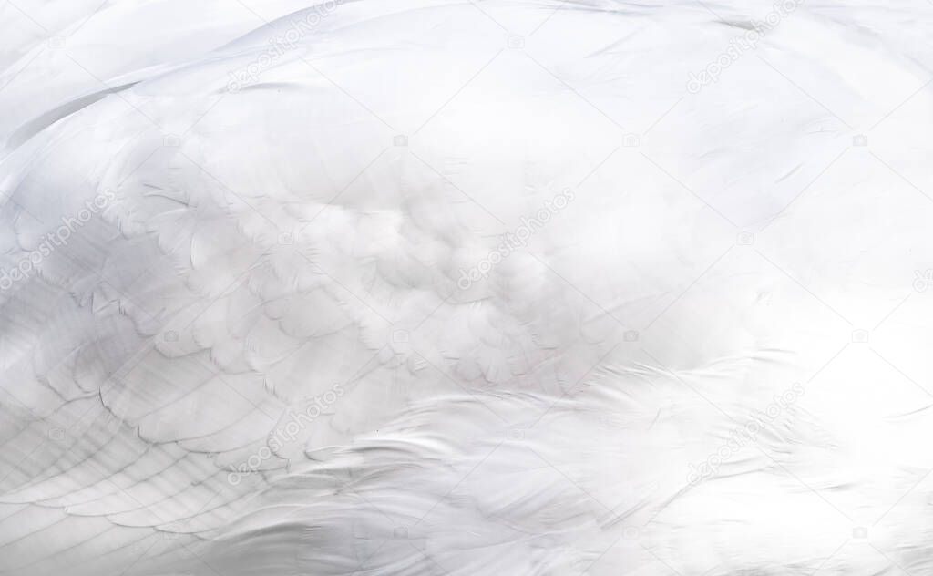 Snow white swan wing feather texture background.