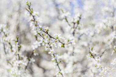 Çiçek açan siyah diken Prunus spinsa kısmi optik bulanıklık, bahar arkaplanı, kopyalama alanı