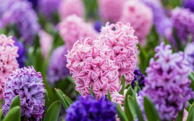Çok renkli sümbülleri, geleneksel paskalya çiçekleri, çiçek arkaplanı, paskalya arkaplanı olan büyük bir çiçek tarhı.