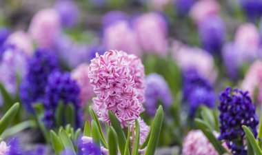 Çok renkli sümbülleri, geleneksel paskalya çiçekleri, çiçek arkaplanı, paskalya arkaplanı olan büyük bir çiçek tarhı.
