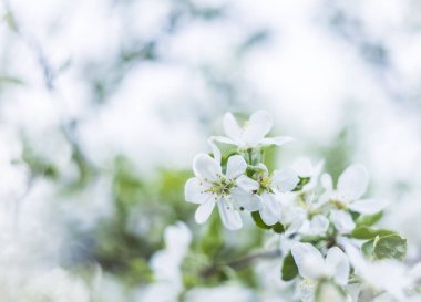 Taze elma ağacı çiçekleri ve bahçedeki yapraklar bokeh, bahar arka planı, metin alanı