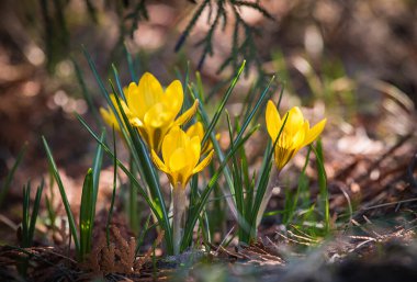 İlkbaharın başlarında güzel sarı Crocus 'ların yakın çekimi, seçici odaklanma