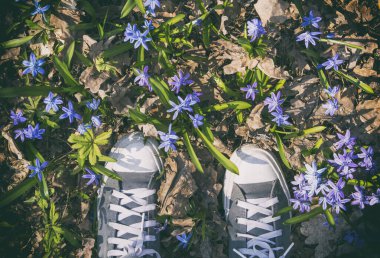 Mavi bahar scilla siberica çiçeklerinin içinde insan ayakları, üst manzarayı kapatın. Eski veya eski tonu.