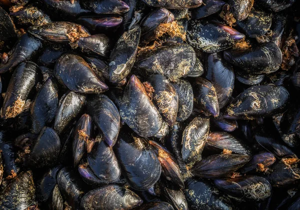 Φρέσκα Ωμά Μύδια Φρέσκα Από Θάλασσα Αγρόκτημα Μυδιών Στις Νότιες — Φωτογραφία Αρχείου