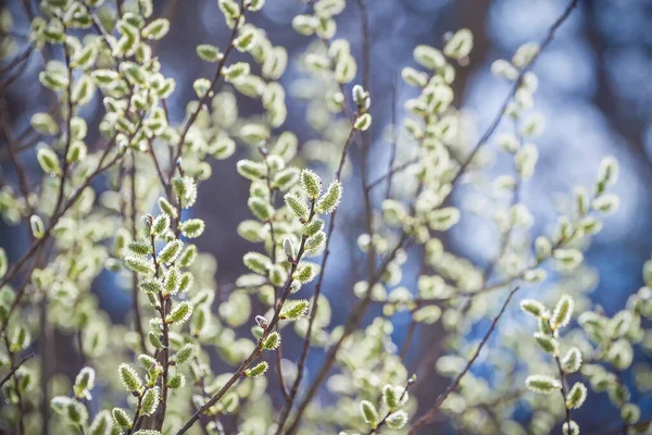 Branches Chatte Saule Avec Chatons Fond Printemps — Photo