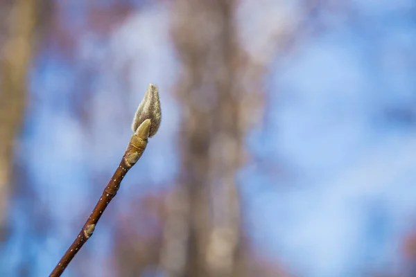 Schlafende Magnolienknospe Auf Dem Ast Eines Baumes Winter Der Frühling — Stockfoto