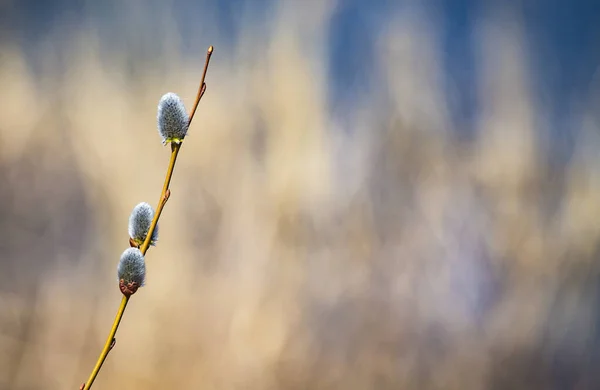 Figa Salice Rami Con Catkins Sfondo Primavera — Foto Stock