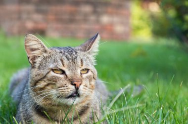Çizgili evcil kedi yeşil çimlerde oturuyor.