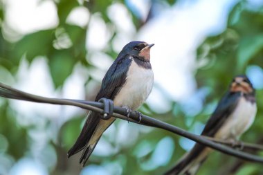 Genç kırlangıç (Hirundo rustica) bir telin üzerinde oturur ve annesinin yiyecek getirmesini bekler.