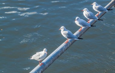 Mavi bir arka planda bir kirişin üzerinde oturan beş beyaz martı. Herkes bir tarafa bakar, ama biri diğer tarafa bakar. Protesto ya da farklılık kavramı.