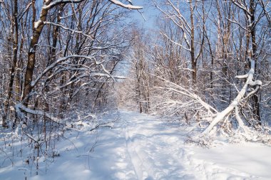 Güneşli bir kış ormanında kayak izleri, kar yığınları, ağaç dallarında kar.
