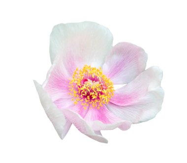 Beyaz arka planda izole edilmiş büyük pembe ağaç şakayığı çiçeği.