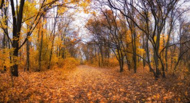 Sonbaharda Marple Ormanı 'ndan geçen yol. Sarı altın yapraklar dökülüyor.