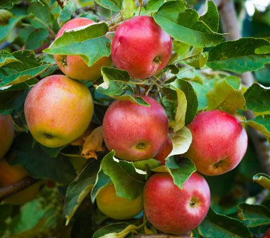 Ağustosta çiçek açan yabani elma ağacının yakın çekimi, kırmızı elma meyvesi