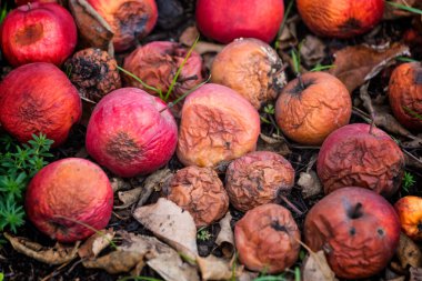 Çürümüş kırmızı elmalar çimlerin üzerinde