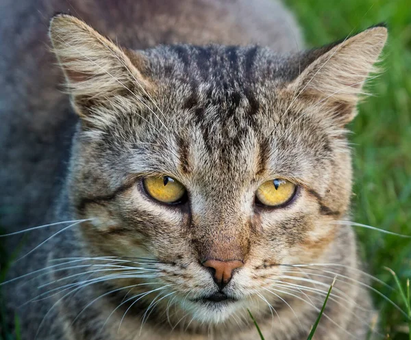 坐在绿草上的条纹斑斑家猫的近身特写 — 图库照片