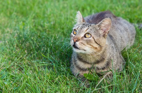 Смугастий Таббі Домашній Кіт Сидить Траві Зеленому Газоні — стокове фото