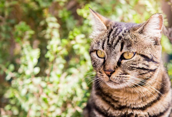 在以色列的一只条纹猫的尸体 割破的耳片意味着猫被消毒了 — 图库照片