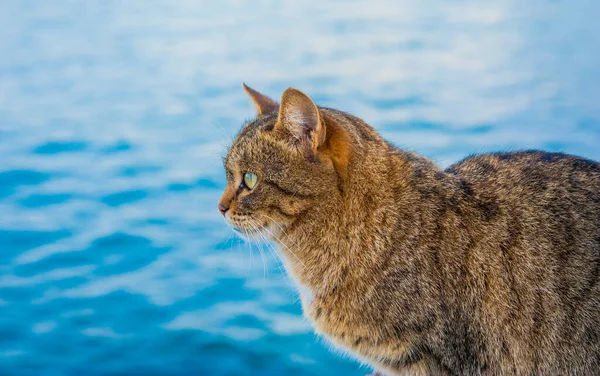海水背景上灰色条纹猫 — 图库照片