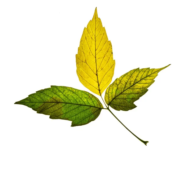 Beautiful Green Yellow Autumn Leaf Isolated White Background — Stock Photo, Image