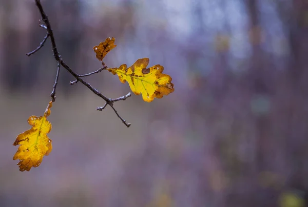 Dubová Větev Dvěma Žlutými Listy Podzimním Lese — Stock fotografie