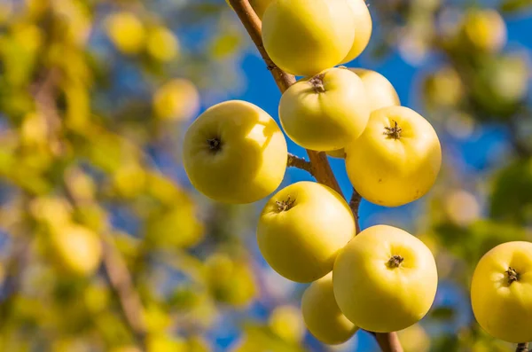 Nahaufnahme Des Blühenden Wildapfelbaums Gelbe Kleine Äpfel August — Stockfoto