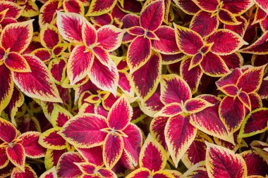 Arka plan için coleus üst görünümünün kırmızı ve sarı yaprakları.