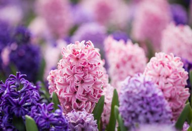 Çok renkli sümbülleri, geleneksel paskalya çiçekleri, çiçek arkaplanı, paskalya arkaplanı olan büyük bir çiçek tarhı.