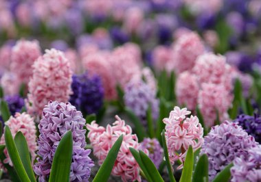 Çok renkli sümbülleri, geleneksel paskalya çiçekleri, çiçek arkaplanı, paskalya arkaplanı olan büyük bir çiçek tarhı.