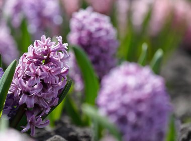 Çok renkli sümbülleri, geleneksel paskalya çiçekleri, çiçek arkaplanı, paskalya arkaplanı olan büyük bir çiçek tarhı.