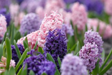 Çok renkli sümbülleri, geleneksel paskalya çiçekleri, çiçek arkaplanı, paskalya arkaplanı olan büyük bir çiçek tarhı.