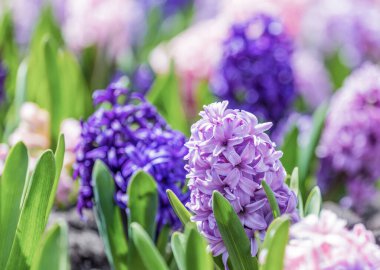 Çok renkli sümbülleri, geleneksel paskalya çiçekleri, çiçek arkaplanı, paskalya arkaplanı olan büyük bir çiçek tarhı.