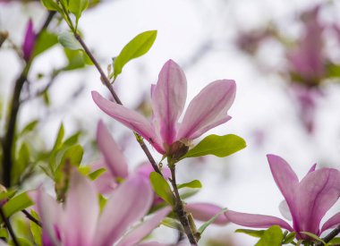 Baharda güzel bir gül manolyası çiçeği. Seçici odak.