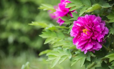 Parlak Gül fuşya rengi Şakayık çiçeği Peeonia oy hakkı ya da ağaç şakayığı, bahar arkaplanı