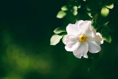 Yeşil yapraklı bir arka planda yaban gülü dogrose 'unun beyaz çiçekleri. Metin için boş alan. Tebrik kartı.