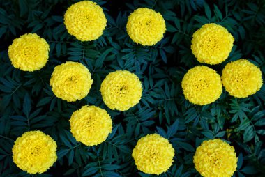 Oniki düzine sarı çiçek Kadife çiçekleri Etiketler dik bir görünüm