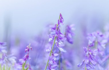 Bezelye faresi çiçekleri veya Vicia cracca veya kuş, mavi ya da can sıkıcı vetch, seçici odak, yakın çekim