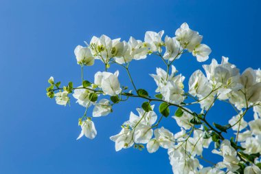 Mavi gökyüzünün arka planında beyaz bir bougainvillea dalı, İsrail